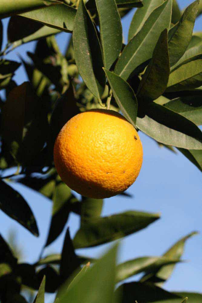            Fruit (Jaffa, Riverside, CA)   